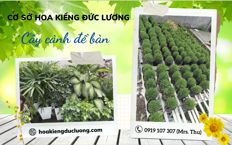 Hoa Kiểng Đức Lương cung cấp các loại cây để bàn tại Đồng Nai