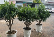 CUNG CẤP CÂY CẢNH THEO YÊU CẦU