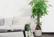 Bài trí cây cảnh chuẩn phong thủy cho phòng khách
