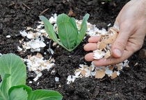 Mẹo dùng vỏ trứng gà làm phân hữu cơ cho cây