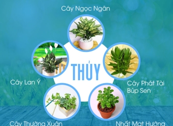 Cách Chọn Cây Cảnh Hợp Mệnh – Bí Quyết Mang Lại Bình An & Thịnh Vượng