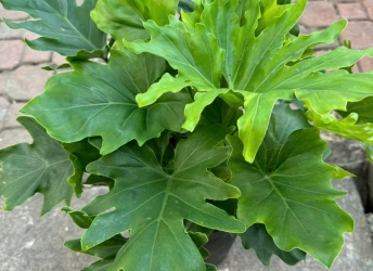CÂY CẢNH ĐỒNG NAI