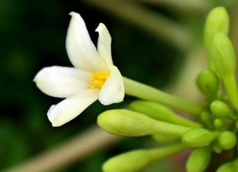 Công Dụng Hoa Đu Đủ Cho Người Cao Tuổi – Lợi Ích & Cách Trồng Tại Nhà