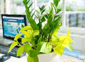 Những mẫu cây kiểng để bàn đẹp giúp tăng cảm hứng làm việc