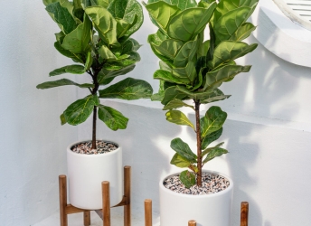 Top cây kiểng trong nhà được yêu thích tại Đồng Nai