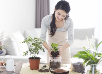 Bí Quyết Chăm Sóc Cây Cảnh Trong Nhà Luôn Xanh Tốt Quanh Năm