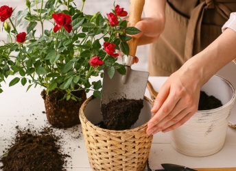 Hướng Dẫn Trồng Hoa Hồng Tại Nhà Cho Người Mới Bắt Đầu - Từng Bước Một