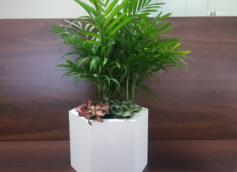 Top những cây kiểng lá mini lọc không khí tốt