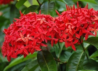 Những loài hoa chịu nhiệt tốt