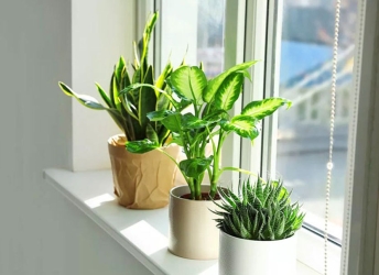 Top 5 Cây Cảnh Dễ Chăm Cho Người Mới Bắt Đầu