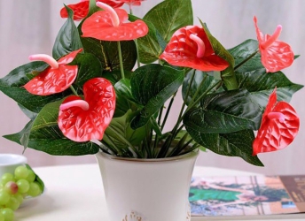 10 mẫu cây kiểng văn phòng đẹp và dễ chăm sóc