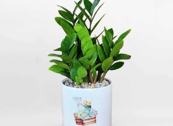 Cây Kim Tiền Có Thực Sự Mang Lại Tài Lộc? Cách Trồng & Bài Trí Chuẩn Phong Thủy
