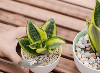 Mua cây lưỡi hổ ở vườn hoa nào tại Đồng Nai?