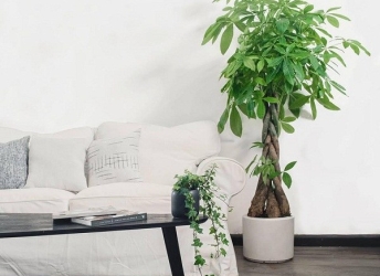 Bài trí cây cảnh chuẩn phong thủy cho phòng khách