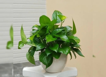 Top 5 Loại Cây Cảnh Lọc Không Khí Tốt Nhất Cho Gia Đình