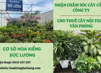Nguồn sỉ cây kiểng Đồng Nai giá tốt cho nhà vườn và đại lý