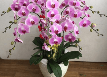 Mua Lan Hồ Điệp Tại Vườn Nào Đồng Nai? - Đẹp, Chất Lượng, Giá Tốt