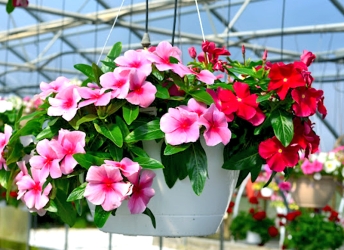 10 Loại Hoa Kiểng Dễ Trồng Tại Nhà - Vẻ Đẹp Tự Nhiên Cho Không Gian Sống