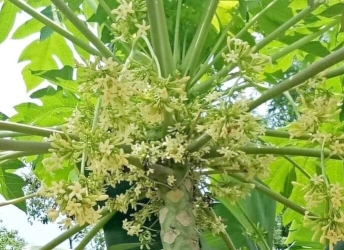Những lợi ích bất ngờ từ công dụng hoa đu đủ