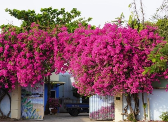 Mùa hè trồng những loại hoa nào vừa dễ trồng, vừa đẹp tại nhà
