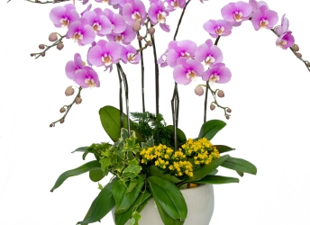 Cách giữ lan hồ điệp tươi lâu, bền đẹp tại nhà đơn giản
