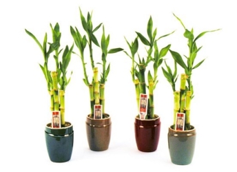 Cây Hạnh Phúc Trước Cửa Nhà: Ý Nghĩa và Lợi Ích Phong Thủy