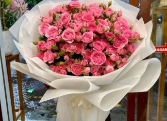 Chăm sóc hồng sofia ra hoa đẹp