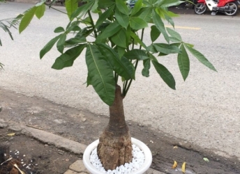 Khám Phá Các Loại Hoa Kiểng Đẹp Nhất Dành Cho Ngôi Nhà Của Bạn Tại Biên Hòa