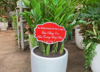 Vì sao cây kim tiền luôn nằm trong top cây phong thủy bán chạy