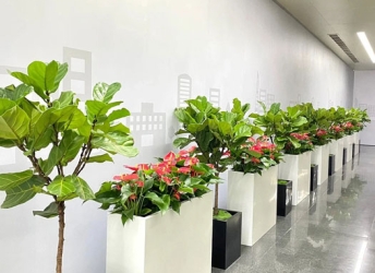 Dịch vụ cung cấp cây cảnh văn phòng tại Đồng Nai