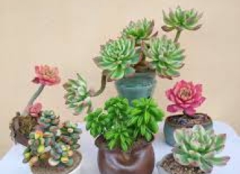 Hoa Kiểng Mini: Giải Pháp Trang Trí Bàn Làm Việc Độc Đáo