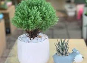 Cơ sở Hoa Kiểng Đức Lương -  chuyên cung cấp và phân phối cây tùng bồng lai tại Biên Hòa, Đồng Nai
