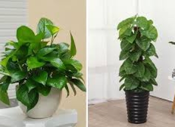 Những Lỗi Thường Gặp Khi Trồng Cây Cảnh & Cách Khắc Phục Hiệu Quả