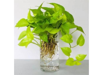 Bí quyết nuôi cây trầu bà thủy sinh xanh tốt lâu