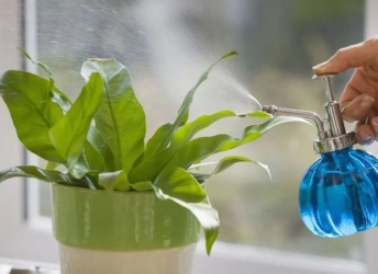 Cách Tưới Nước Cho Cây Cảnh Đúng Cách | Hoa Kiểng Đức Lương