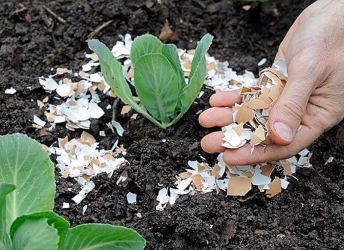 Mẹo dùng vỏ trứng gà làm phân hữu cơ cho cây