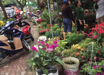 Đơn Vị Cung Cấp Hoa Kiểng Hàng Đầu Tại Biên Hòa: Chất Lượng Từ Nguồn Gốc Đến Tay Người Tiêu Dùng