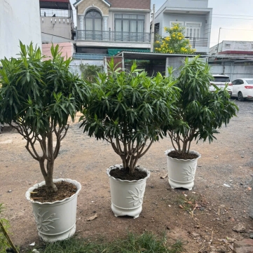 CUNG CẤP CÂY CẢNH THEO YÊU CẦU