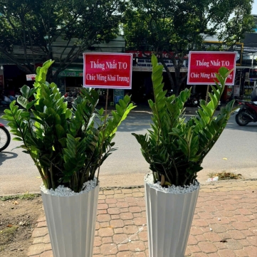 CUNG CẤP CÂY CẢNH ĐỒNG NAI