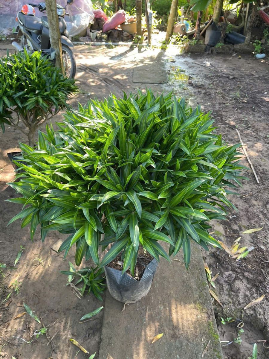 CUNG CẤP CÂY CẢNH THEO YÊU CẦU