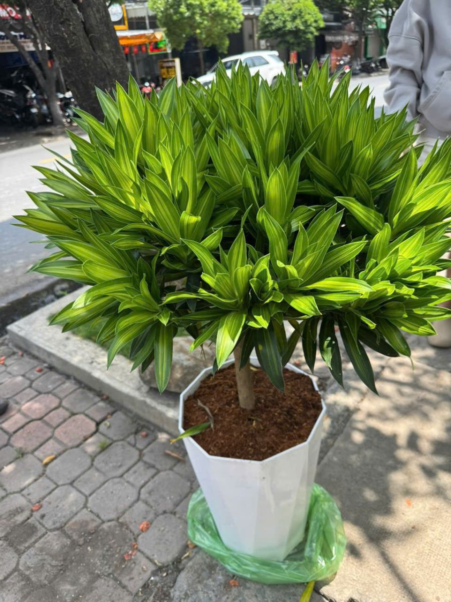 CUNG CẤP CÂY CẢNH THEO YÊU CẦU
