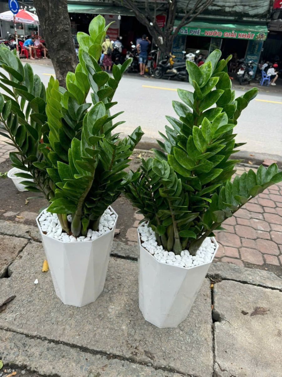 CUNG CẤP CÂY CẢNH ĐỒNG NAI