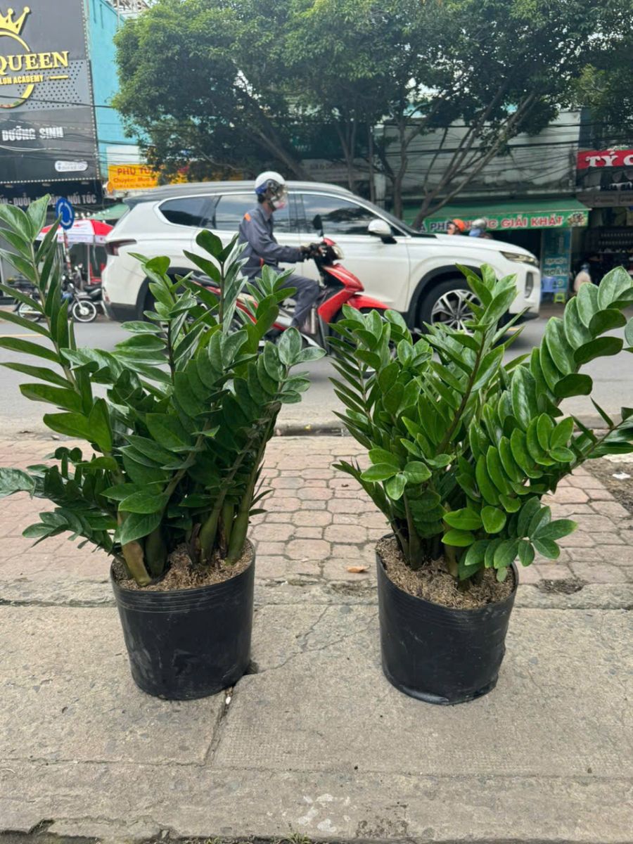 CUNG CẤP CÂY CẢNH ĐỒNG NAI