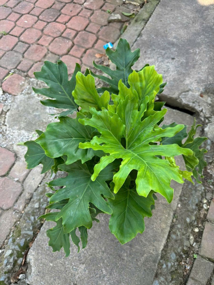 CÂY CẢNH ĐỒNG NAI