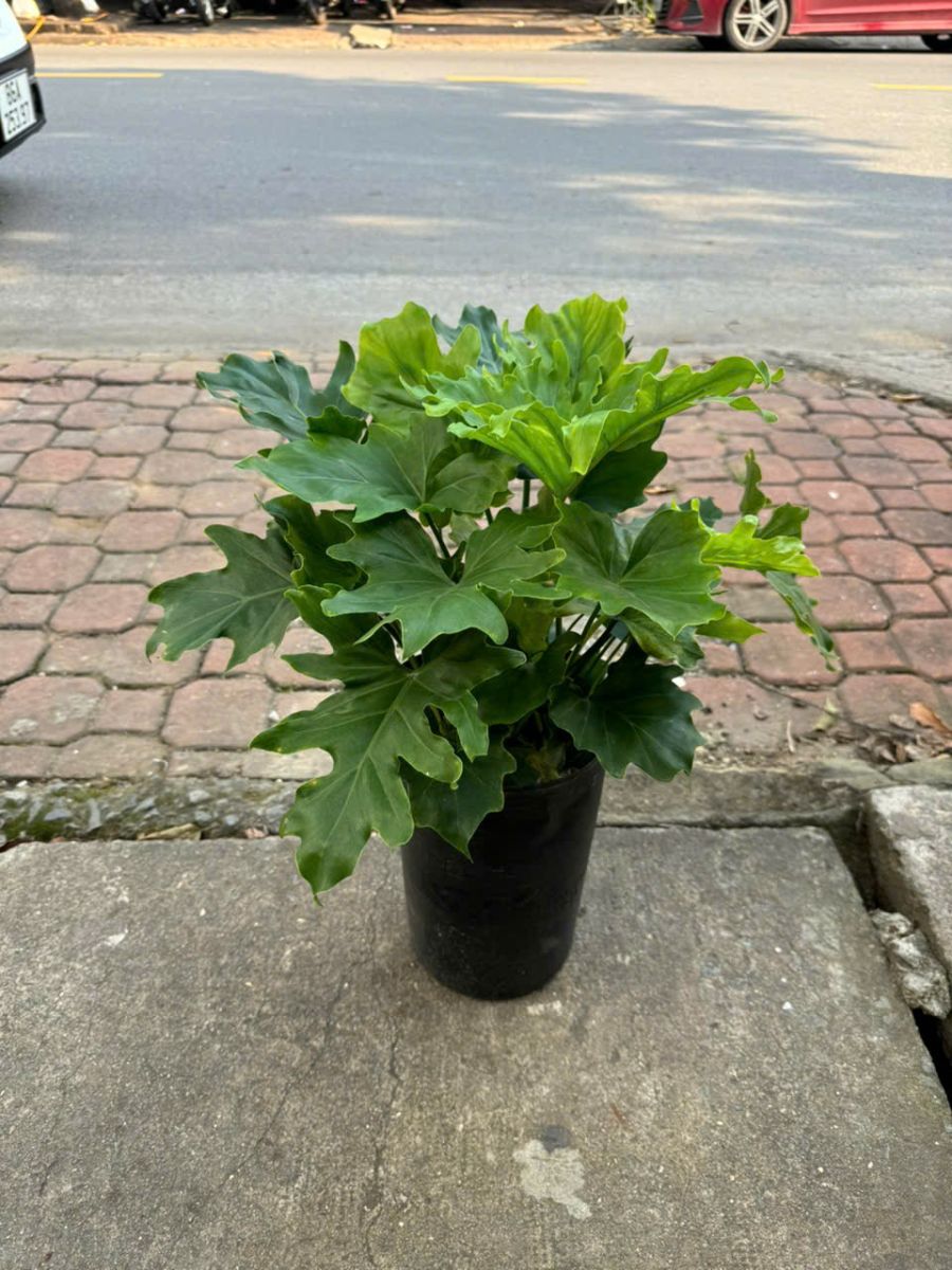 CÂY CẢNH ĐỒNG NAI