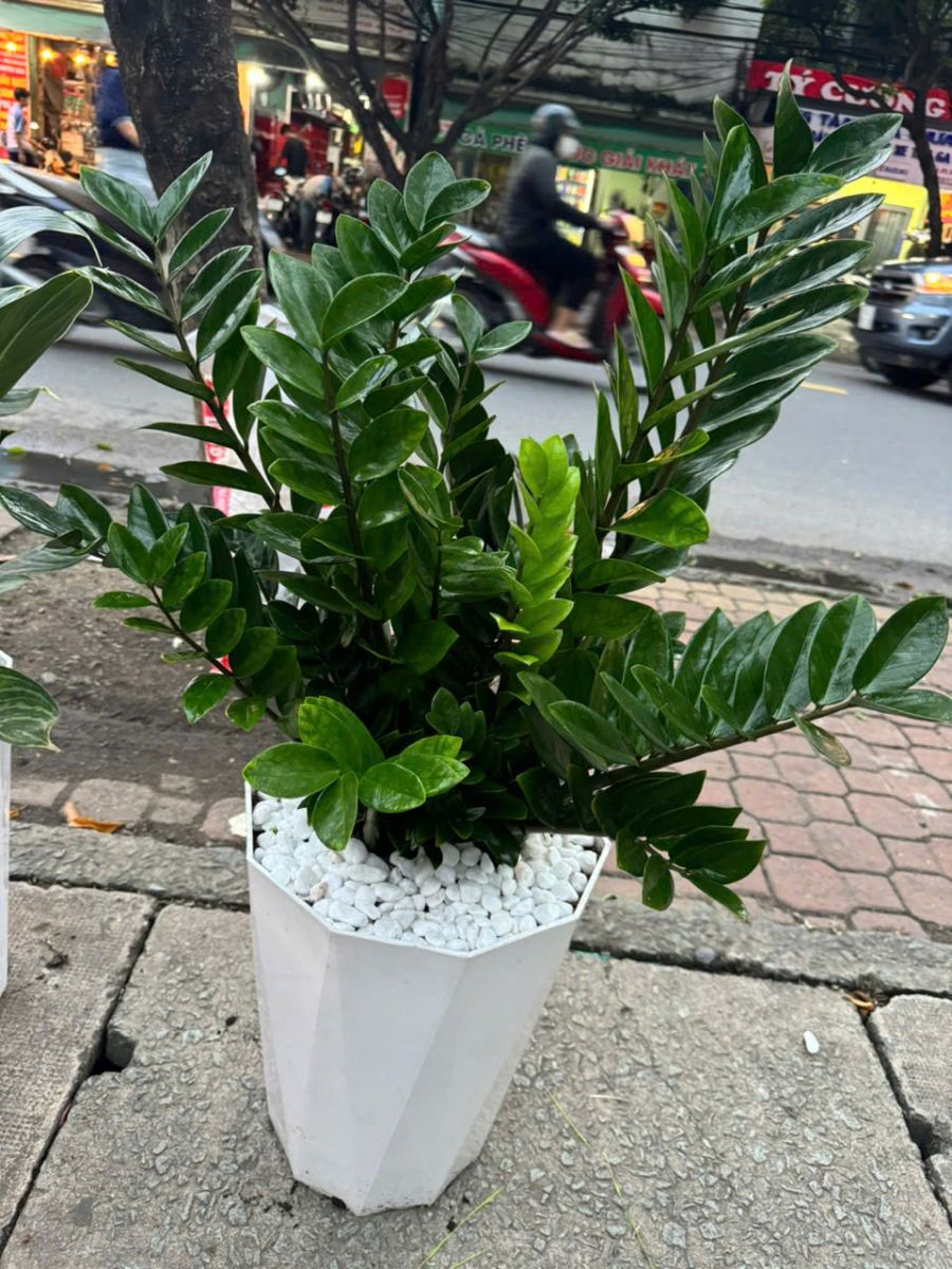 CÂY KIỂNG ĐỒNG NAI