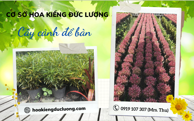 cách chăm sóc cây kim tiền