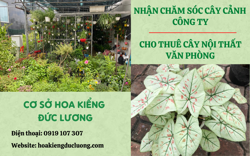 bài trí cây cảnh