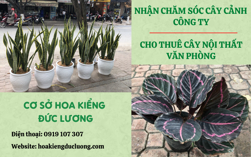 cây kiểng thừa phân