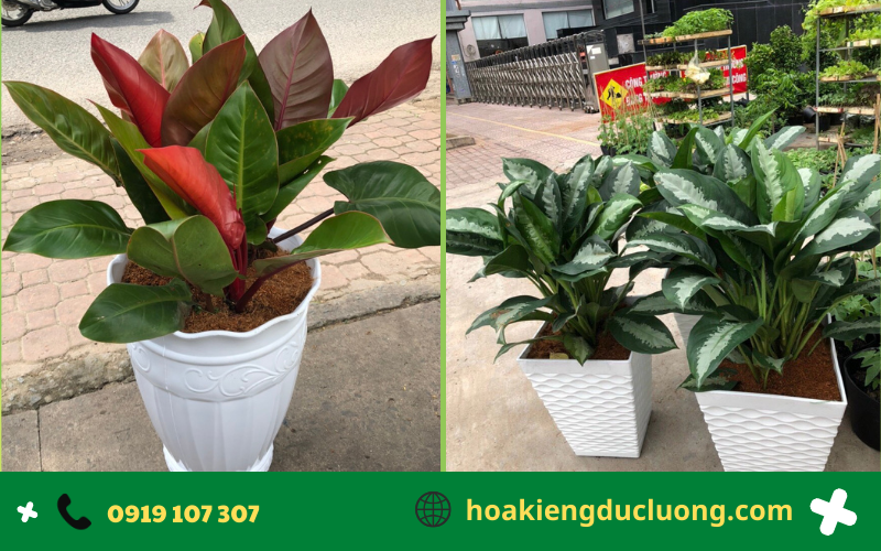 bảo dưỡng cây cảnh định kỳ